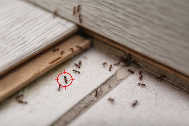 Best Affordable Pest Control Services  in Monroe, WA